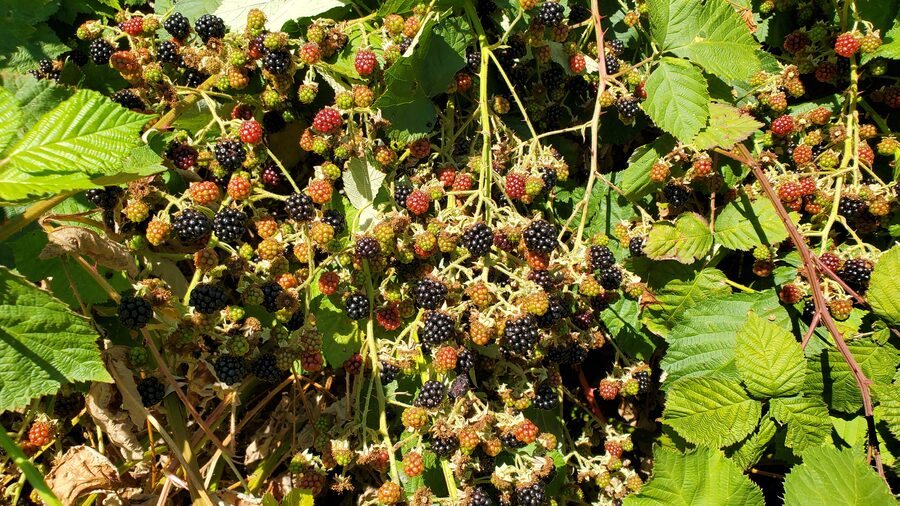 blackberry